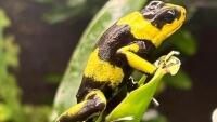 zoo Pralesnička Lehmannova